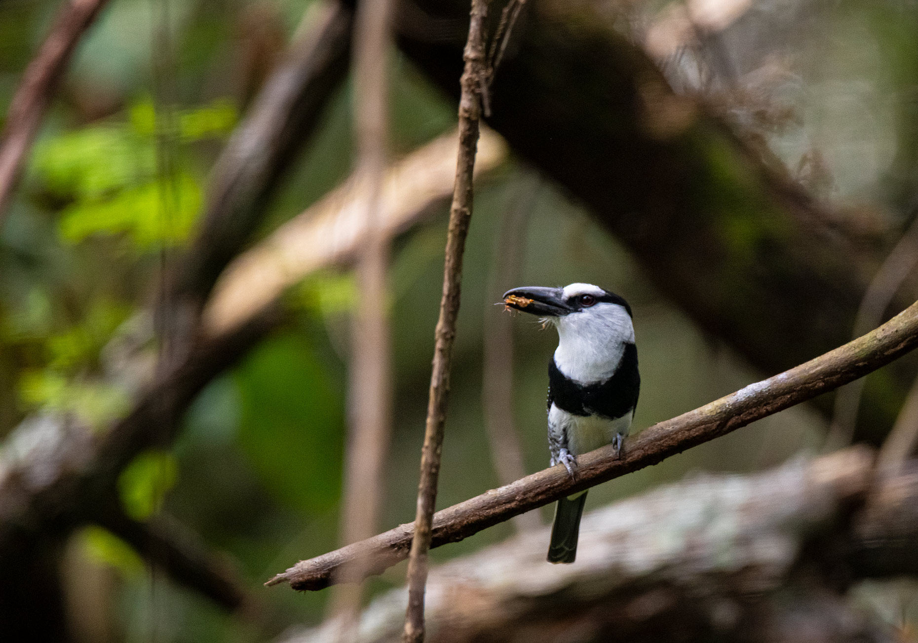 Bird in Costa Rica