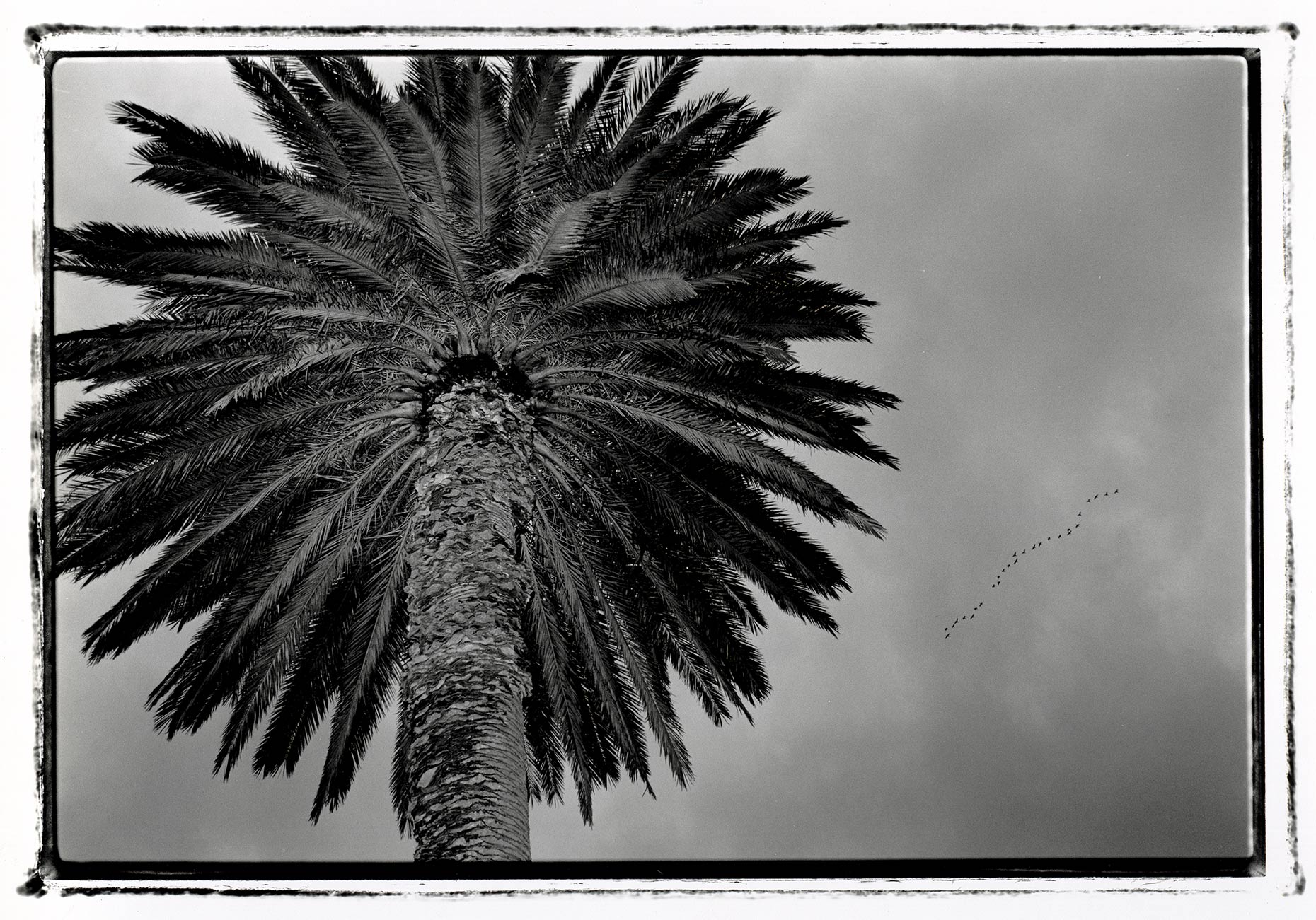 palm-tree_07